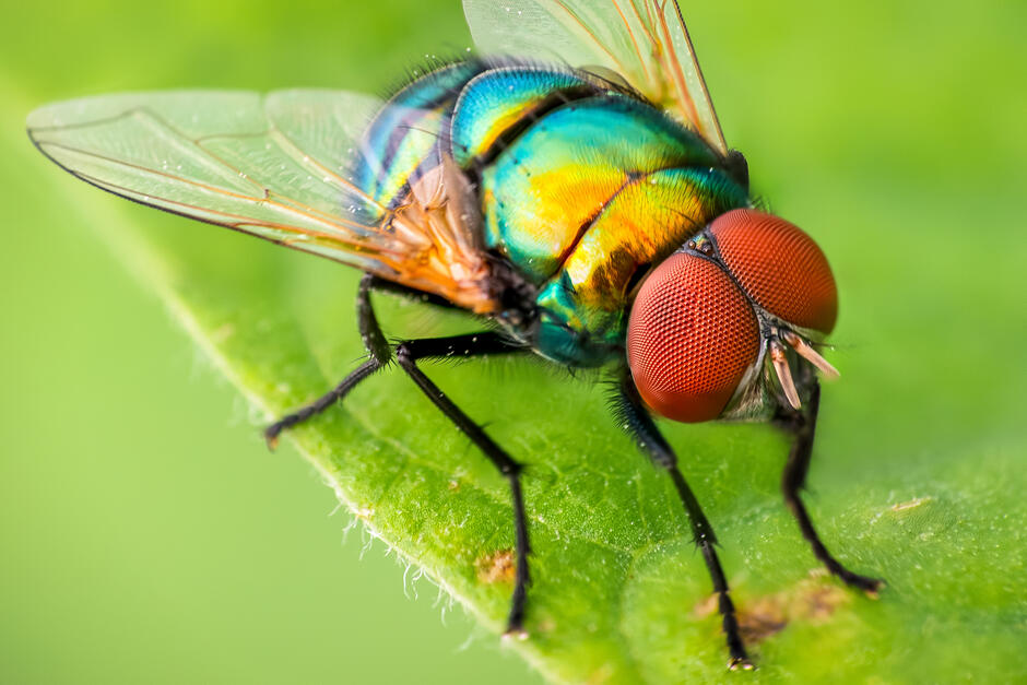 What are insects? And how many insects are there in the world? - Discover Wildlife What are insects?