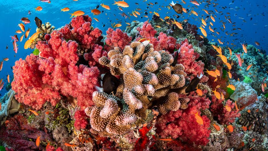 The world's coral reefs are dying—here's how scientists plan to save them