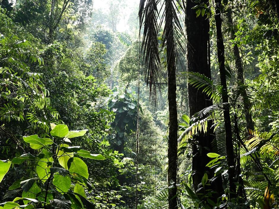 Tropical Rainforest Pictures | Download Free Images on Unsplash