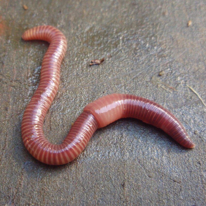 Worm bin trouble-shooting | Metro