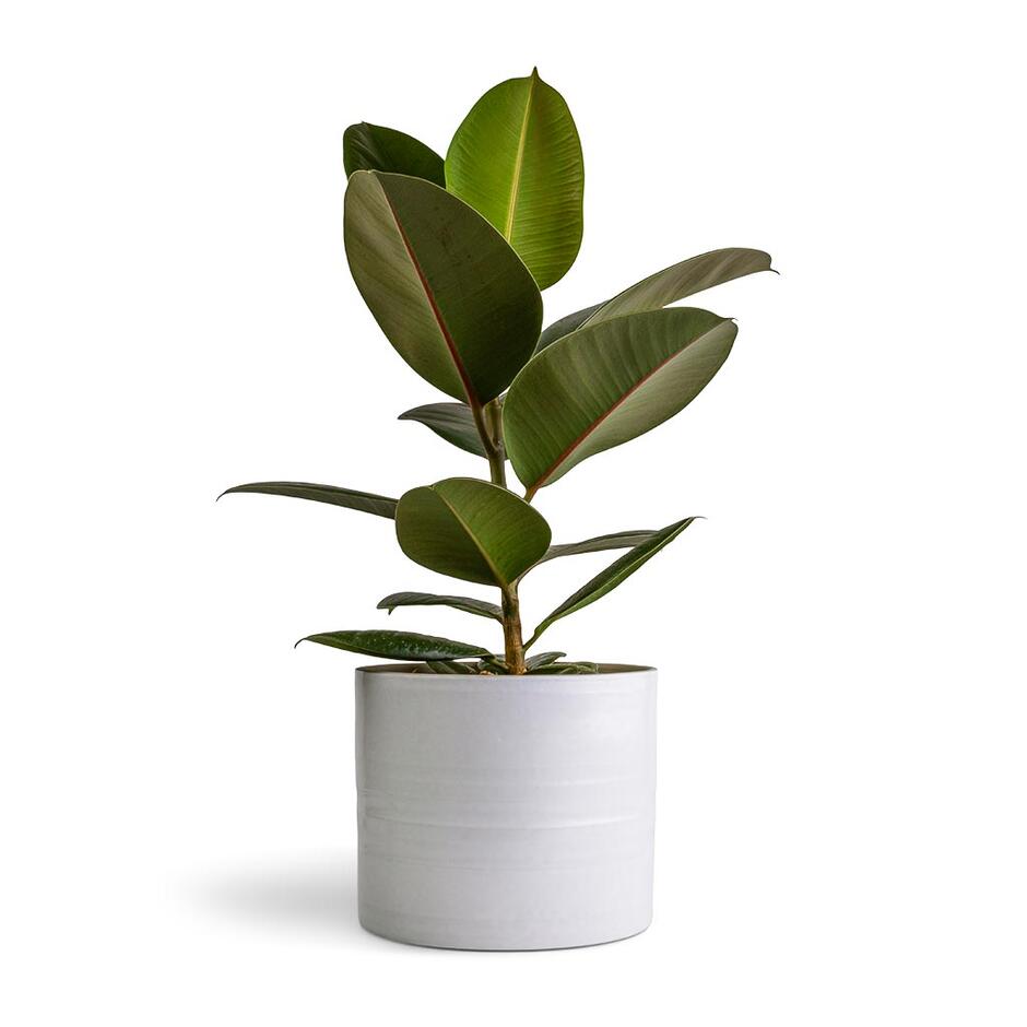 Ficus elastica Robusta - Rubber Plant Indoor Plants | Hortology