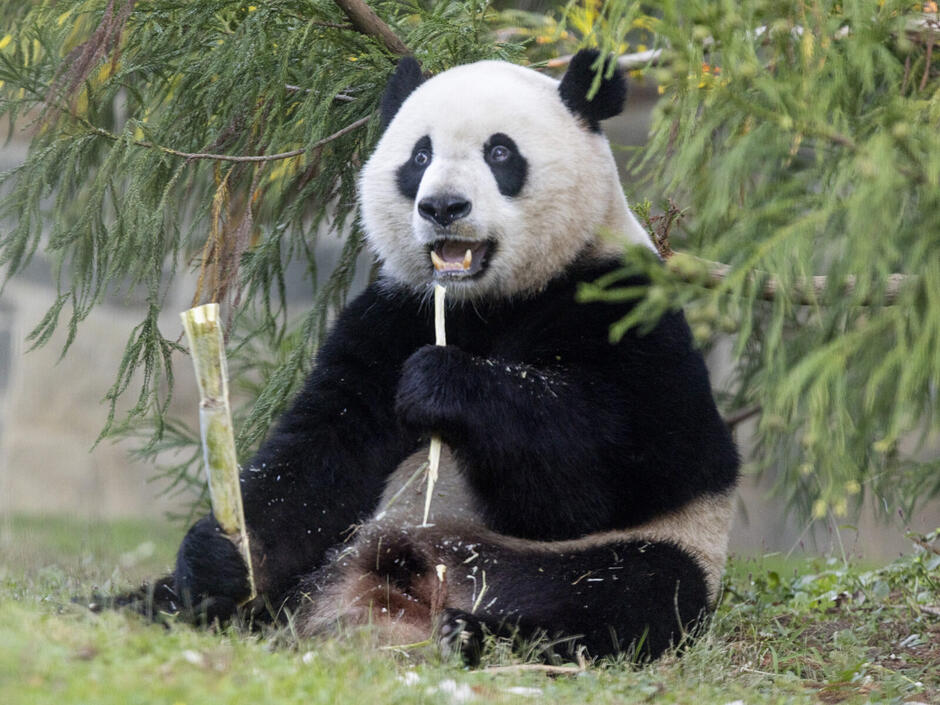 D.C.'s resident giant pandas are leaving any day now | VPM