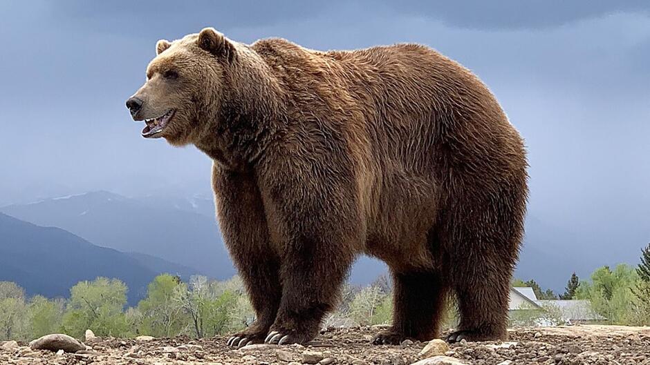 Bart the Bear II, featured in countless films and TV shows, dies | CNN
