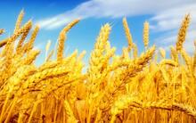 В Україні найдешевша пшениця у світі: причини – AgroNews