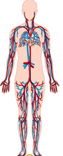 0601jwbi-fd70-211x517.png