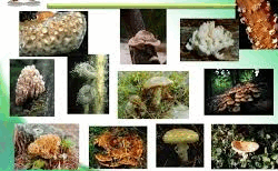 0601jwmw-c227-250x154.png