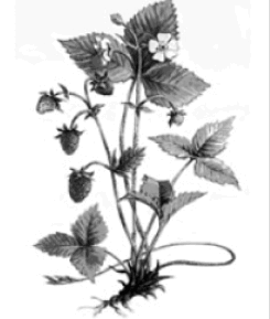 0601kj73-ffeb-245x289.png