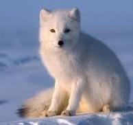Arctic Fox