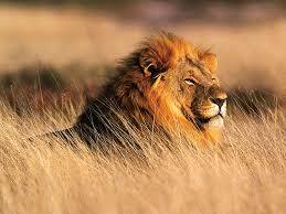 Lion | Characteristics, Habitat, & Facts | Britannica