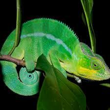Chameleons Use Built-In Crystals to Change Color
