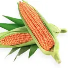 Vitamin A Maize - HarvestPlus
