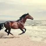 A Picture Guide to the Different Parts of a Horse