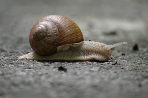 slowly" in French | Lingopolo