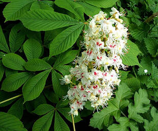 Каштан кінський/Aesculus hippocastanum С7.5/ Н 60-100