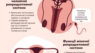 Плакати "Будова та функції репродуктивної системи людини"