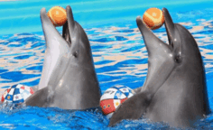 0601kzjh-1064-236x144.png