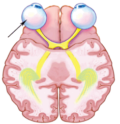 0601l5fd-ee05-236x243.png