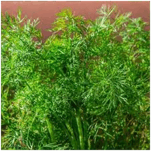 0601leps-f59f-216x216.png