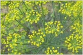 0601leq5-1610-281x187.png