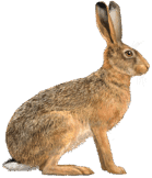 0601lf2u-5c02-139x162.png