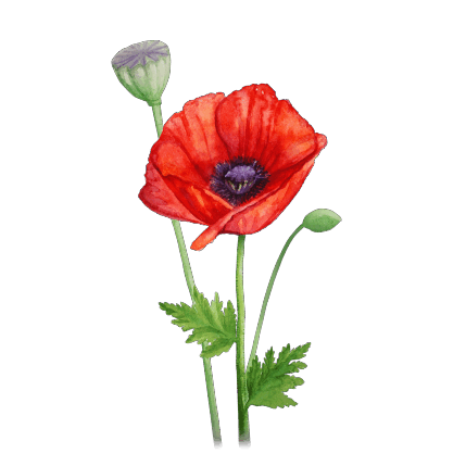 0601lfcz-2889-429x429.png