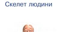 Опорно-рухова система. 3 клас