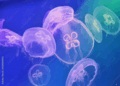 0601ljxc-e98a-120x86.png