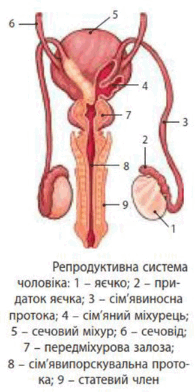 0601lknb-2c4a-241x481.png