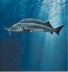 0601ll33-26ca-97x103.png