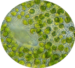 0601lmzc-4595-154x140.png