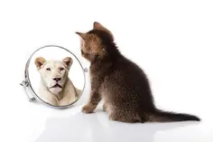 Cat mirror картинки, стокові Cat mirror фотографії, зображення | Скачати з Depositphotos