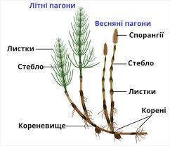 0601lwrv-b022-242x208.jpg