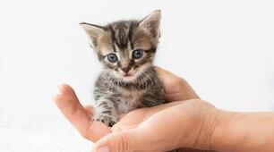  Аудіювання "Кошеня"  5 клас НУШ