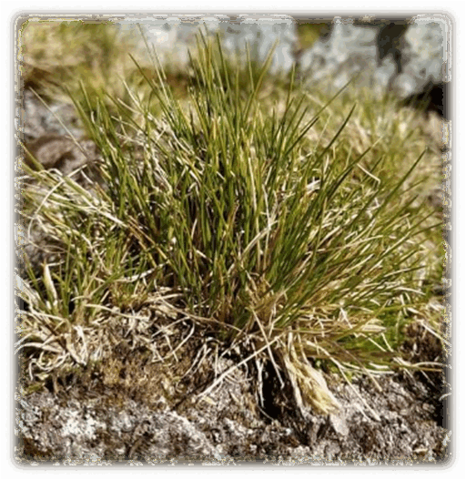 0601m49r-e0a1-512x527.png