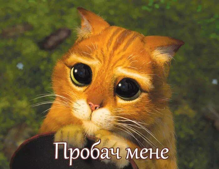 Картинки Пробач мені, Вибач будь ласка | Мемы про котов, Глупые лица, Шрек