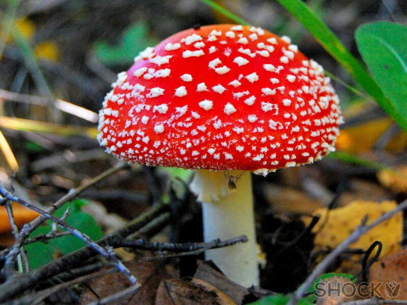 0601mfus-eded-800x600.jpg