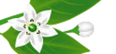 0601mjrf-6f27-251x117.png
