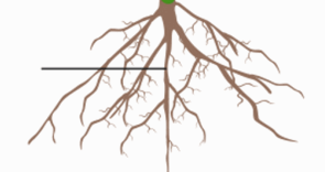 0601mjs2-6353-295x156.png
