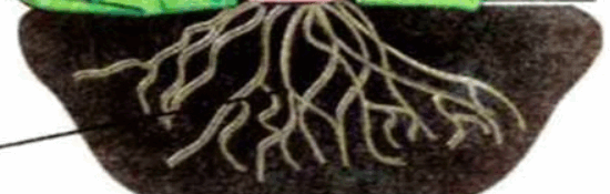0601mk3q-ab17-550x175.png