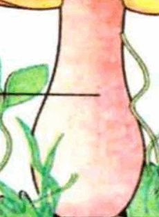 0601mk3z-d175-230x312.png