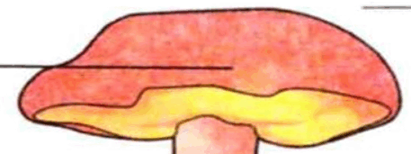 0601mk42-64bb-457x171.png