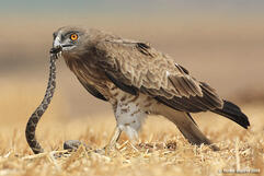 Змієїд (Circaetus Gallicus) :: Пернаті друзі, птахи України, орнітологія ::