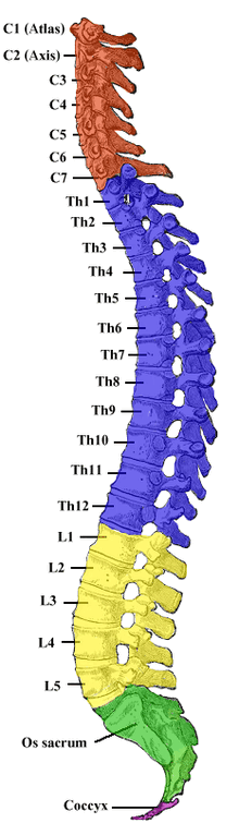0601mmvu-0fa1-220x755.png