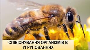 Співіснування організмів в  угрупованнях