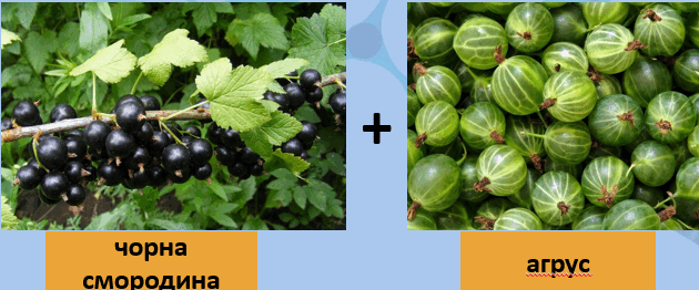 0601myyi-6deb-630x262.png