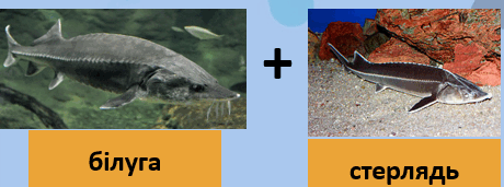 0601mzei-00d6-460x171.png