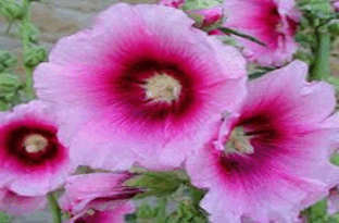 0601n0ze-0449-312x205.png