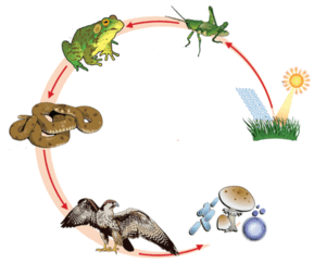 0601n5ws-55e4-289x242.png