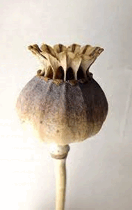 0601n7d8-1378-190x302.png