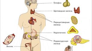 Залози внутрішньої та змішаної секреції